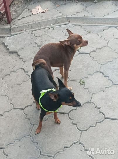 Той-терьер щенки