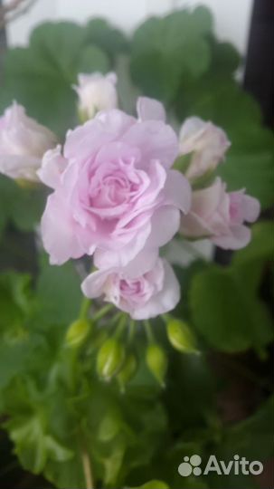 Ампельные плющелистные пеларгонии укорен черенки