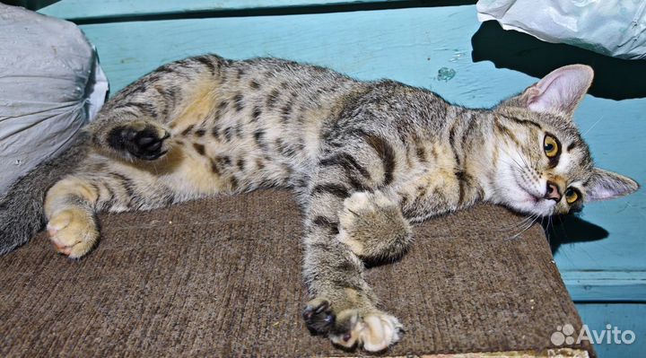 Девочка в добрые руки