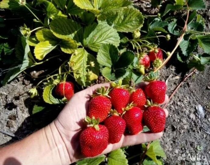 Клубника ремонтантная
