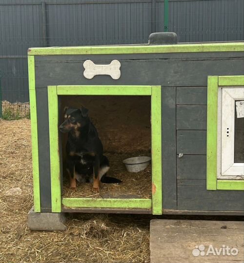 Собака девочка