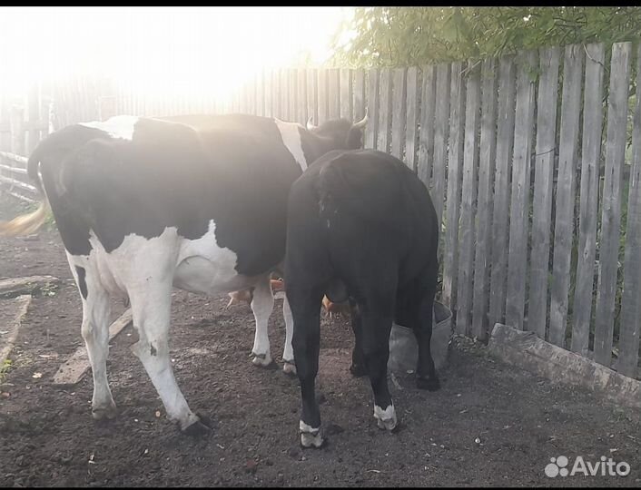 Корова дойная