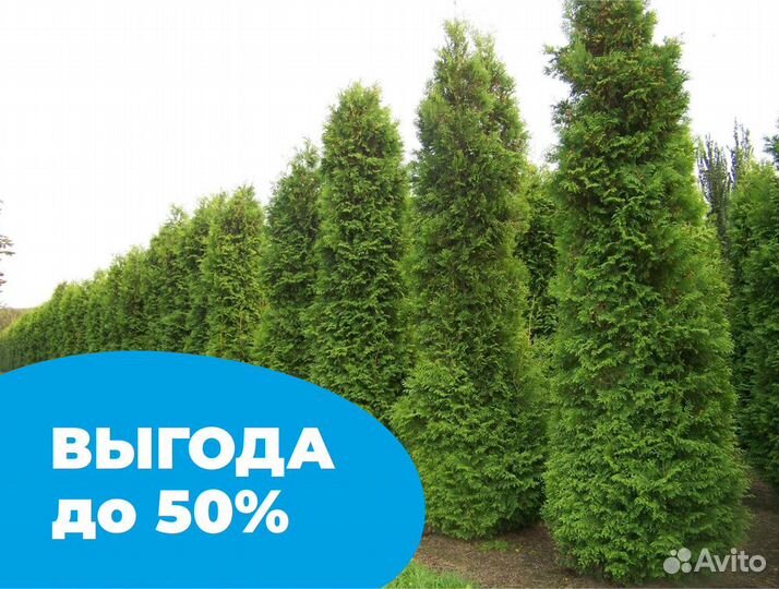 Туя 150 см