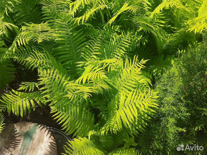 Папоротник садовый