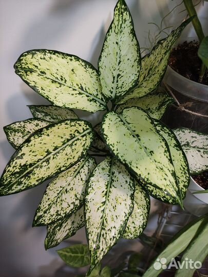 Аглаонема first diamond (детка)