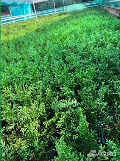 Саженцы туи смарагд из питомника