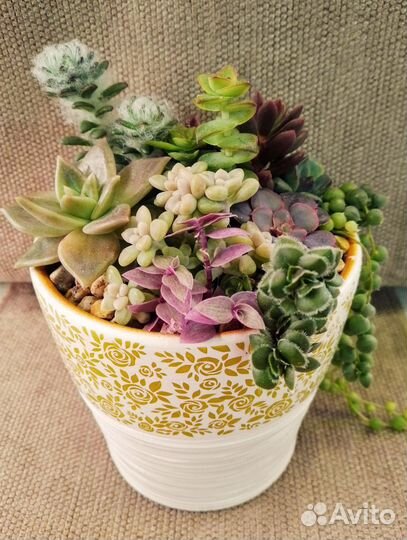 Садик из суккулентов