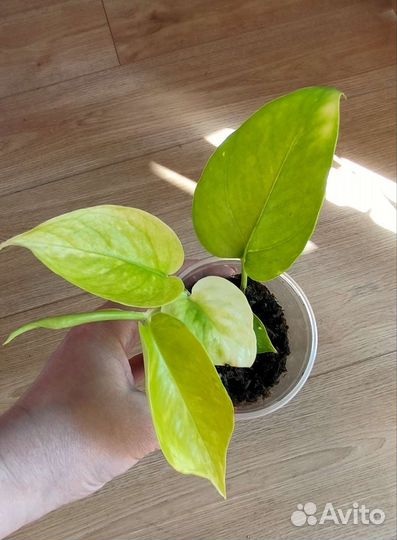 Филодендрон, монстера, эпипренум, сциндапсус