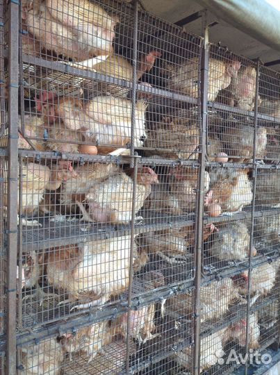 Куры молодки несушки