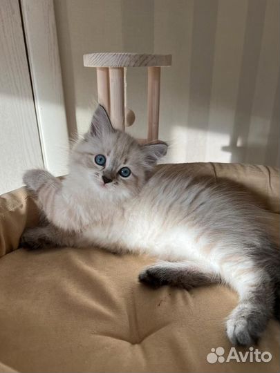 Невская маскарадная котята