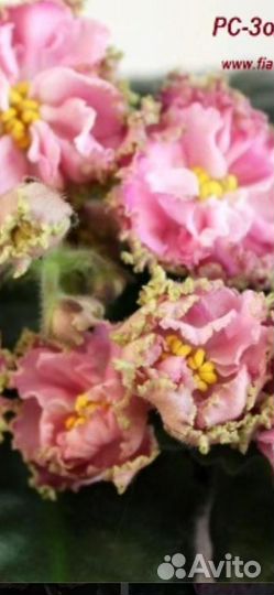 Фиалка, маленькие детки и укорененные листики