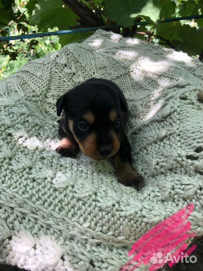 Щенки цвергпинчера