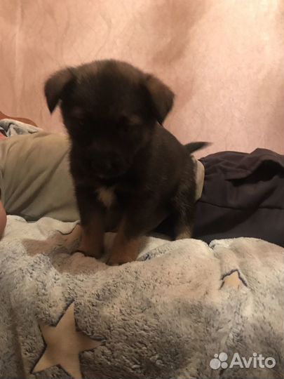 Собака в добрые руки даром