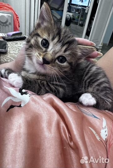 Котята крысоловы в добрые руки