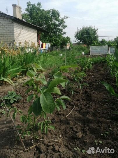 Саженцы грецкого ореха