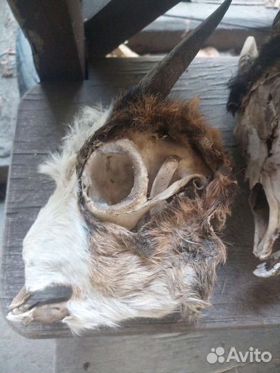 Черепа козьи с рогами