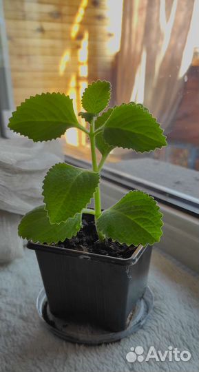 Мята комнатная (полезный домашний цветок)