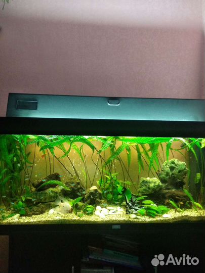 Аквариум