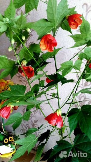 Абутилон Домашний клен,Бегония коралловая