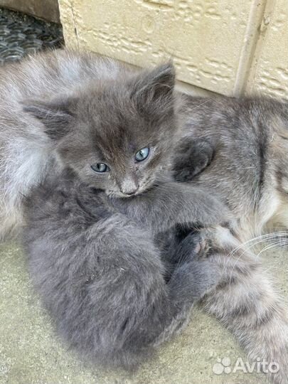 Котята без породы