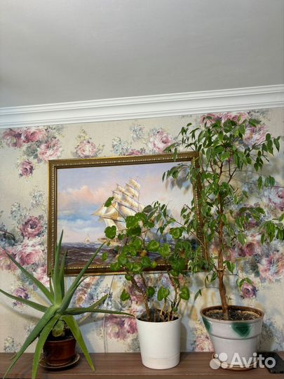 Комнатные цветы