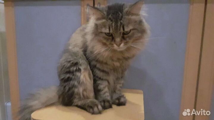 Два кота в дар