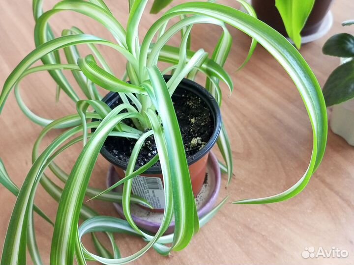 Хлорофитум