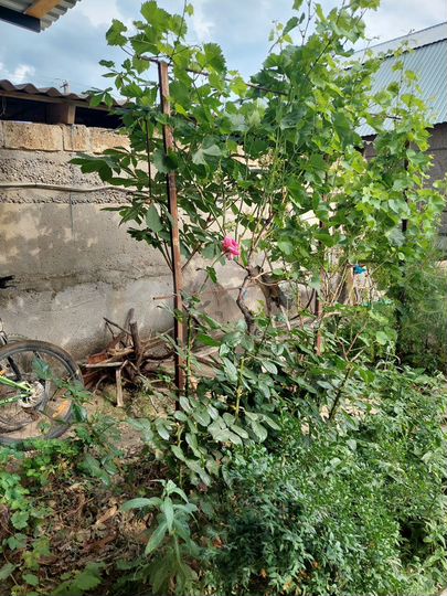 Дом 43 м² на участке 5,5 сот.