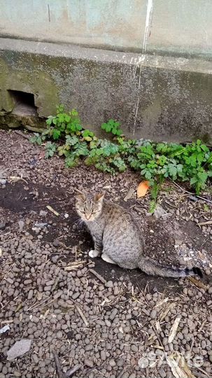 Кошечка ищет помощь