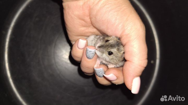 Джунгарские хомячки