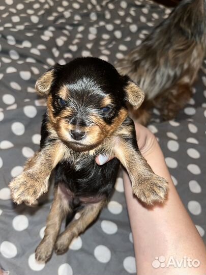 Йоркширский терьер мальчик