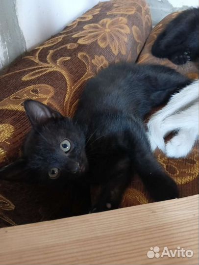 Котята в добрые