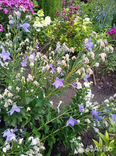 Платикадон