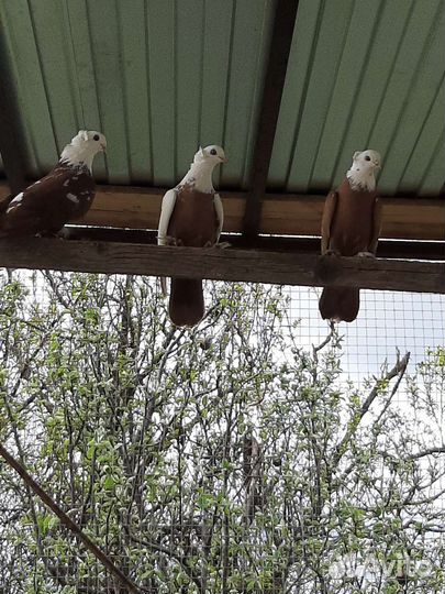 Продажа голубей