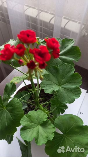 Продам цветы комнатные:кислица,маранта,герань