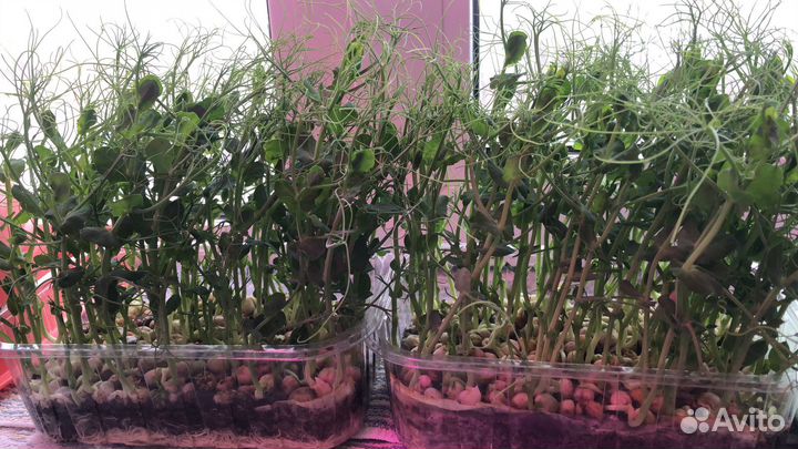 Микрозелень от Ильича