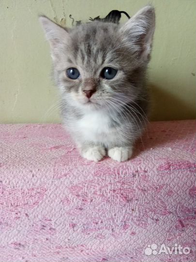 Котенок серый