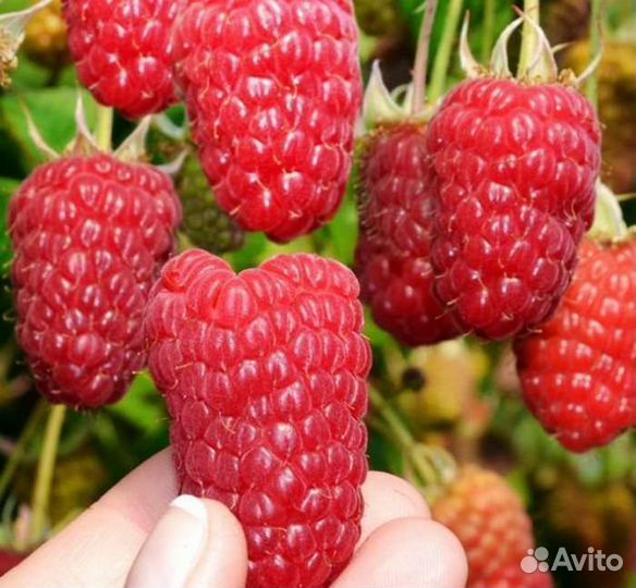 Ремонтантная малина саженцы