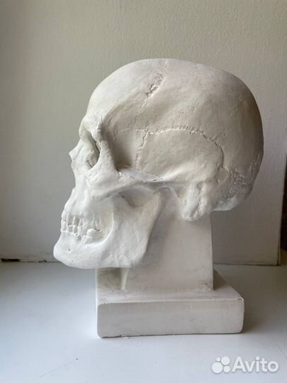 Череп анатомический