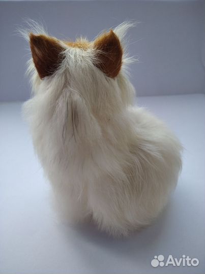 Котенок сидящий