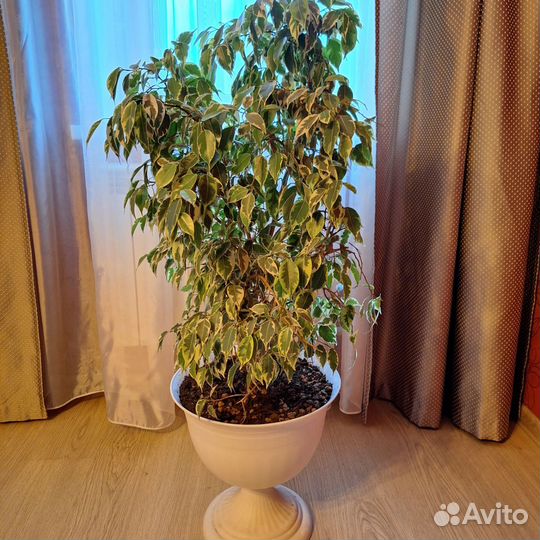 Фикус бенджамина большой