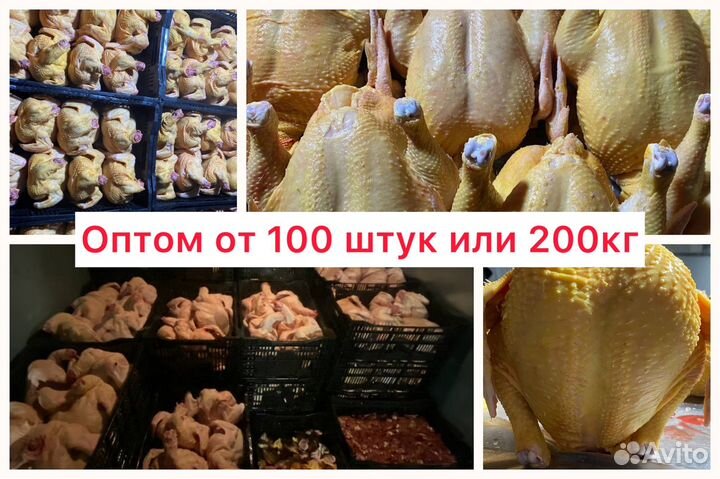 Фермерские куры / оптом / халяль