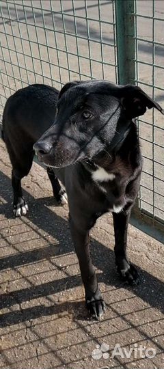 Элли собака в дар, щенок