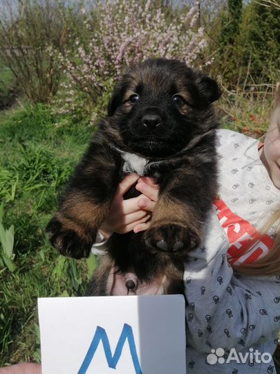 Щенки овчарки метис