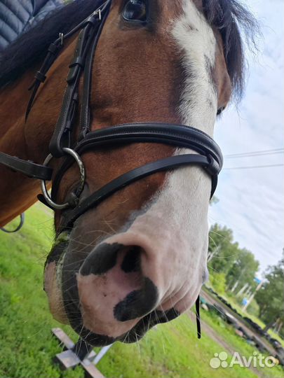 Уздечка для лошади cob