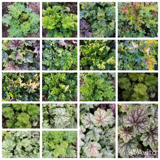 Гейхера семена