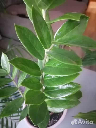 Замиокулькас