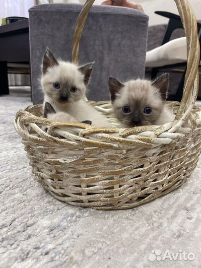 Сиамские котята