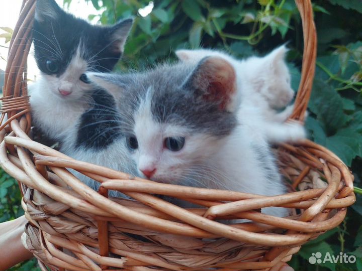 Котята в добрые руки