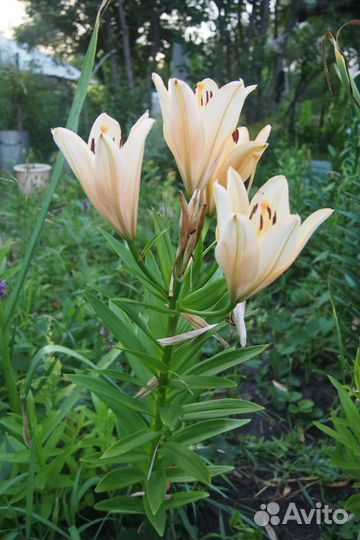 Луковицы лилии